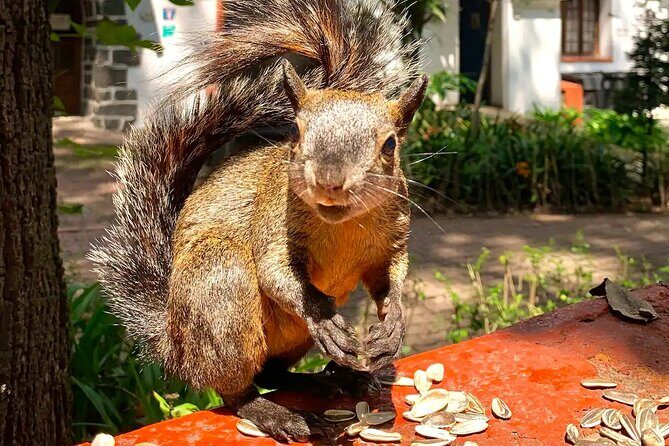 Frida Kahlo VIP-Walk, Market and Churros Museum Tickets Included - Frequently Asked Questions