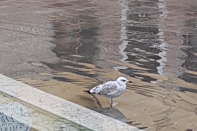 FriendInVenice: Experience the True Venice with a Private Tour - The Sum Up: Who Will Love This Tour?