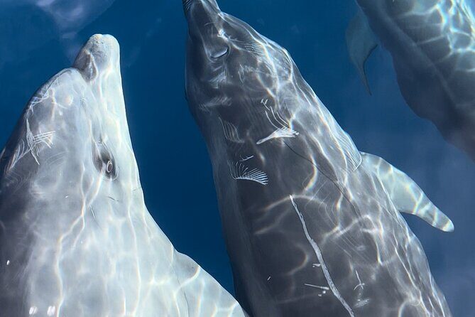 Friendly getaway to the Calanques of Piana from Cargèse - Who Should Consider This Tour?