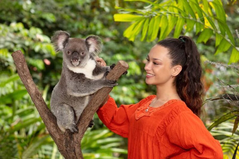 Friends in the Rainforest Package: Koala Gardens & Birdworld - A Closer Look at the Experience