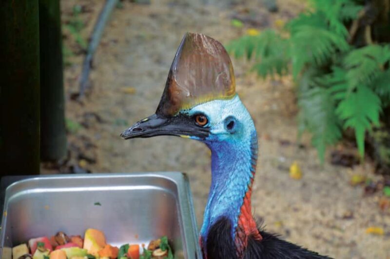 Friends in the Rainforest Package: Koala Gardens & Birdworld - Final Thoughts