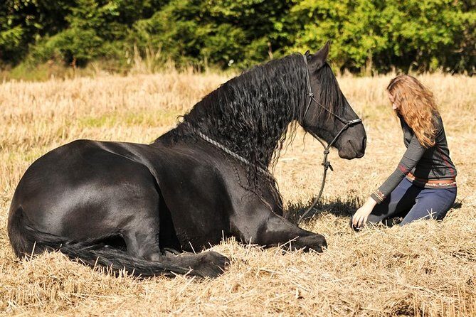 Friesian Herd Tours, Workshops, Classes and Retreats in the Kettle Moraine area. - Final Thoughts: Is It Worth It?