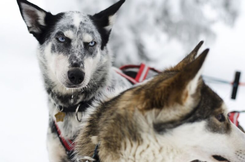 From Abisko: Dog Sledding Excursion to Kiruna with Fika - Key Points