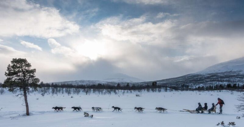 From Abisko: Dog Sledding Excursion to Kiruna with Fika - Who Will Love This Experience