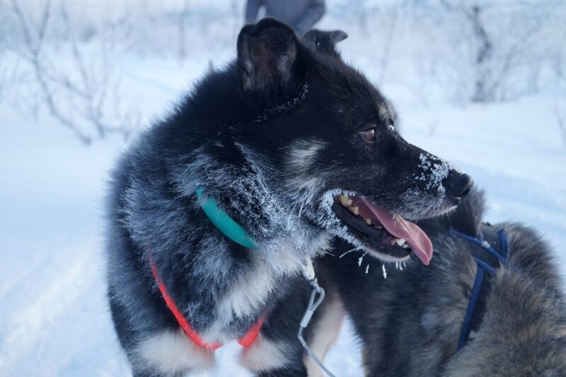 From Abisko: Dog Sledding Excursion to Kiruna with Fika - The Sum Up