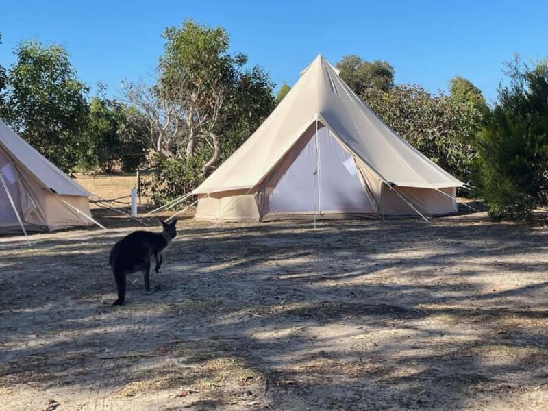 From Adelaide: Kangaroo Island Epic 2-Day Small Group Tour - Why This Tour Offers Great Value