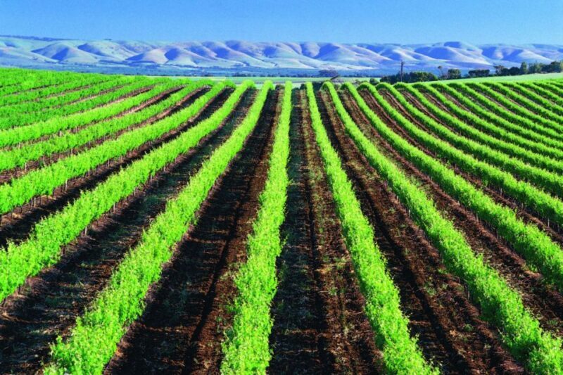 From Adelaide: Victor Harbor & Southern Highlights Day Tour - Wine Region and Scenic Return via McLaren Vale