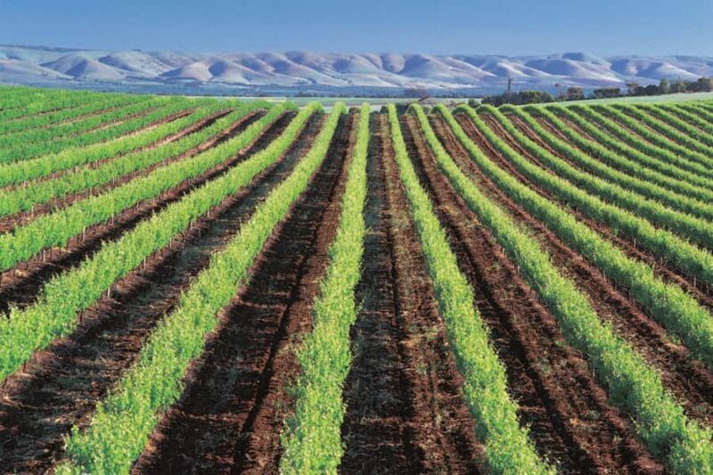 From Adelaide: Victor Harbor & Southern Highlights Day Tour - Practical Tips for Participants