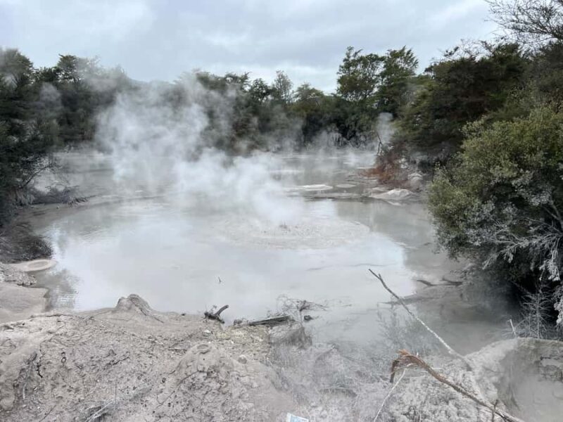 From AKL: Living MAORI Village, Haka Dance & BLUE Springs - Who Will Love This Tour?