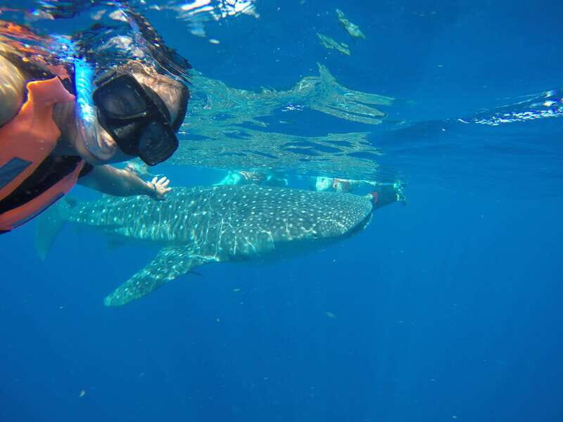From Akumal: Whale Shark Tour - Discovering the Tour’s Highlights