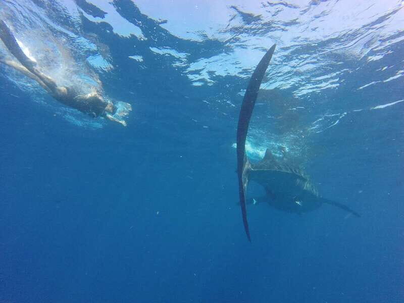 From Akumal: Whale Shark Tour - Pricing & Value