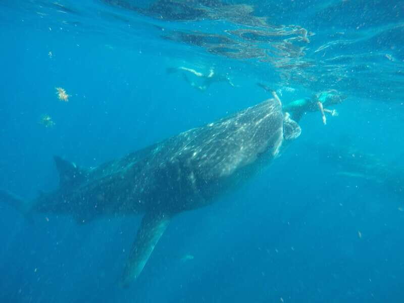 From Akumal: Whale Shark Tour - Practical Tips for Travelers