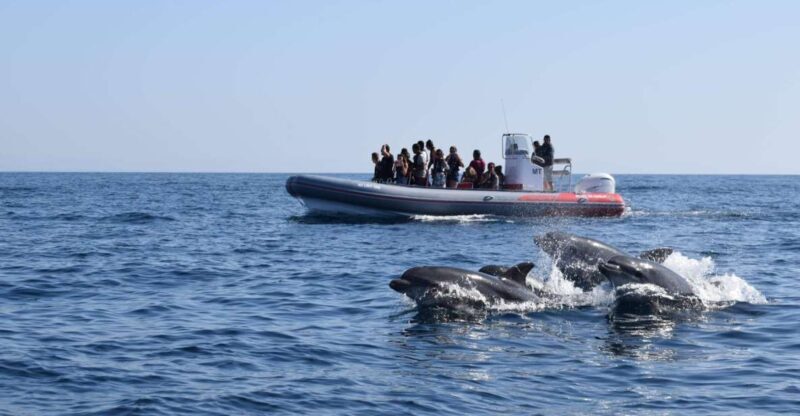 From Albufeira: Benagil Caves and Dolphins Guided Boat Tour - The Price and Its Value