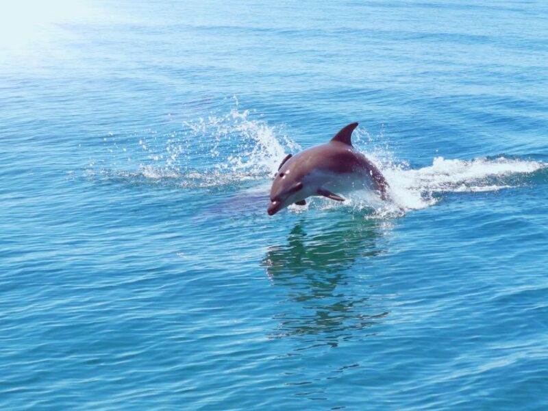 From Albufeira: Benagil Caves and Dolphins Guided Boat Tour - Final Thoughts: Is This Tour for You?