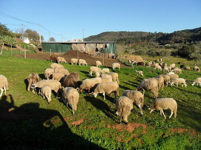 From Albufeira: Half-Day Algarve Jeep Safari - The Experience on the Ground