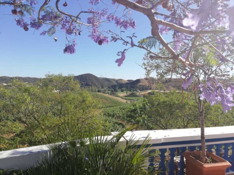 From Albufeira: Half-Day Winery Tour and Silves - Key Points