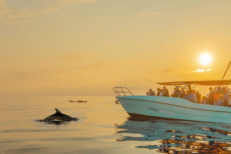 From Alcudia: Sunrise Dolphin Watching Boat Tour - What to Expect from the Alcudia Sunrise Dolphin Tour