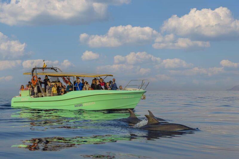 From Alcudia: Sunrise Dolphin Watching Boat Tour - The Authentic Value of This Experience