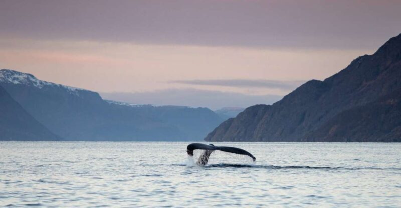 From Alta: Small Group Whale Watching by RIB - An In-Depth Look at the Whale Watching Experience