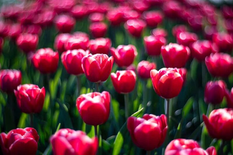 From Amsterdam: Day Trip Madurodam and Keukenhof Gardens - Final Thoughts: Is This Tour Worth It?