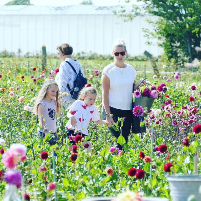 From Amsterdam: Holland Flower and Windmill Tour - summer ed - Key Points