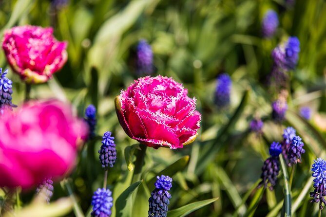 From Amsterdam: Keukenhof Gardens Ticket and Transfer - Frequently Asked Questions