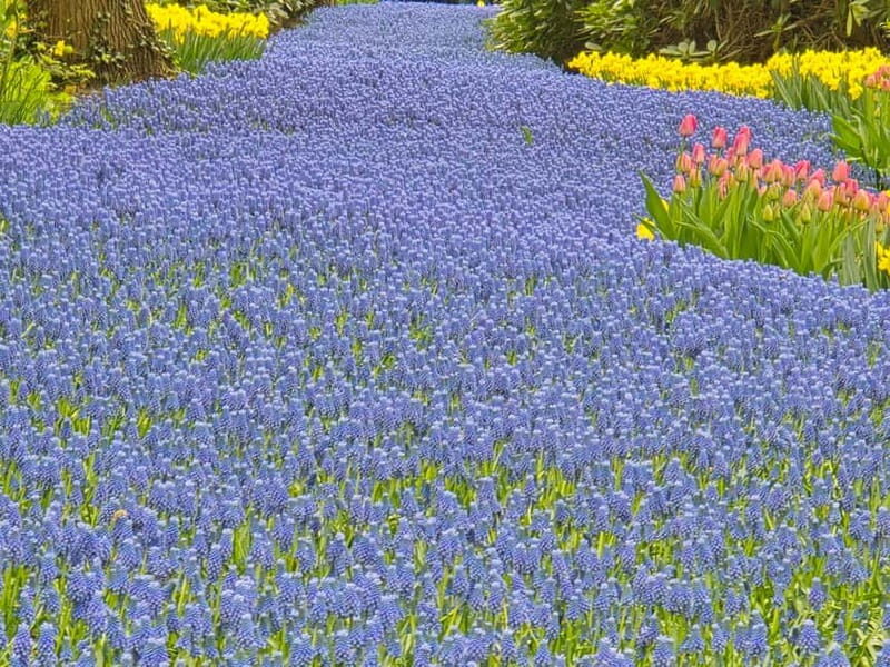 From Amsterdam: Keukenhof Tulips, Windmills & Volendam - Final thoughts: is it worth it?