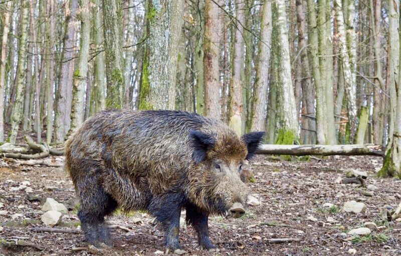 From Amsterdam: Small Group Tour NP Hoge Veluwe (Van Gogh) - Who Will Love This Tour?