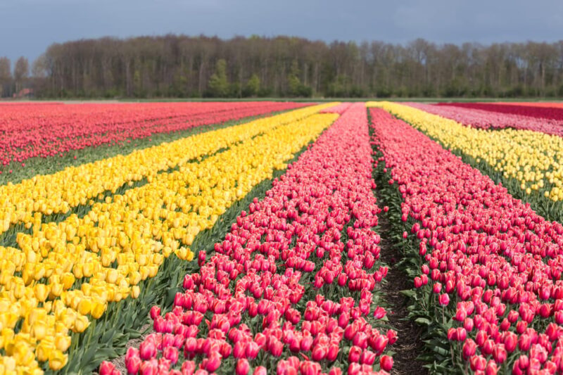 From Amsterdam: take the famous Tulip route tour - Key Points