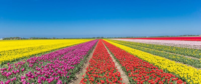 From Amsterdam: take the famous Tulip route tour - The Full Experience of the Tulip Route Tour