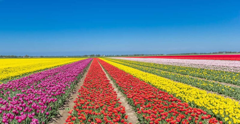 From Amsterdam: take the famous Tulip route tour - Who Is This Tour Perfect For?