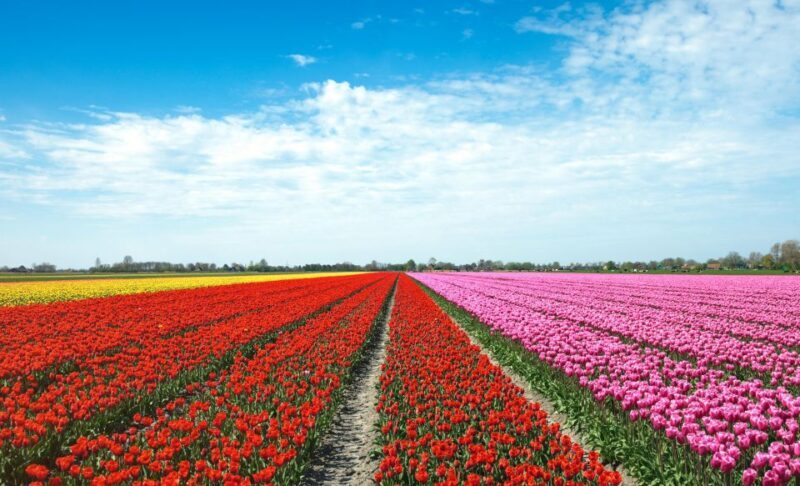 From Amsterdam: Tulip Fields of Holland Tour - Who Would Love This Tour?