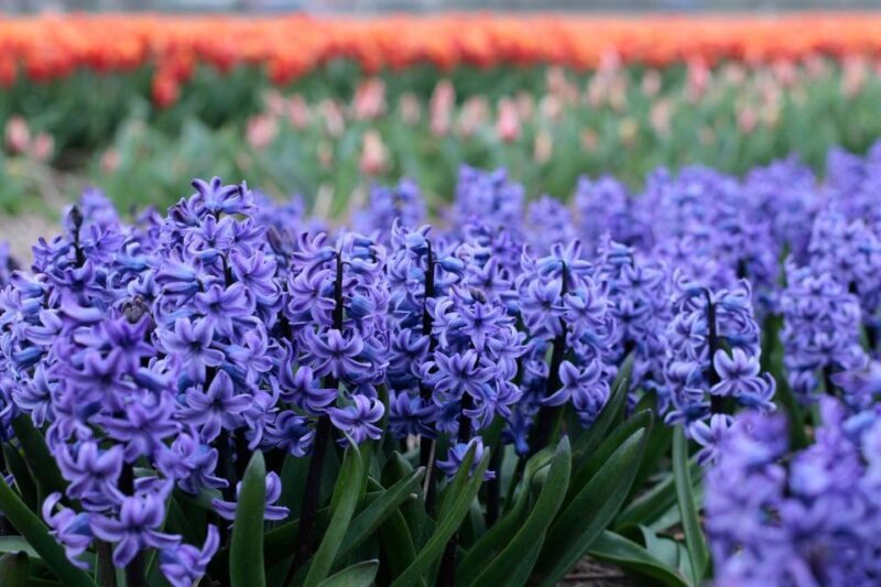 From Amsterdam: Tulip Fields of Holland Tour - The Sum Up