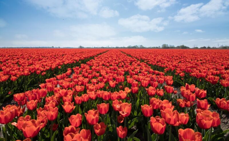From Amsterdam: Tulip Fields of Holland Tour - FAQ