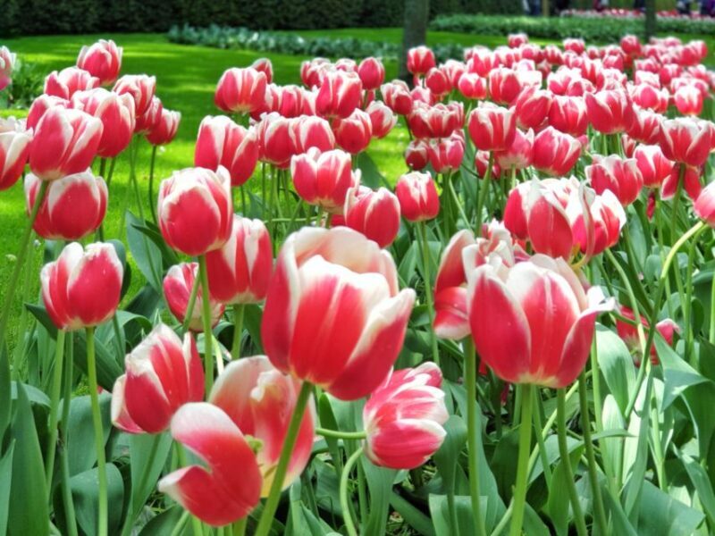 From Amsterdam: Tulip Tour Keukenhof & City Tour Delft - Key Points