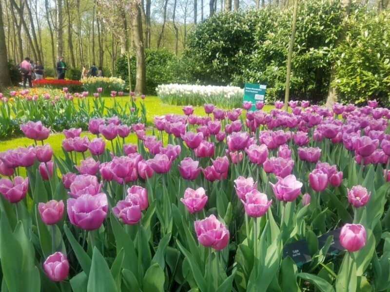 From Amsterdam: Tulip Tour Keukenhof & City Tour Delft - FAQ