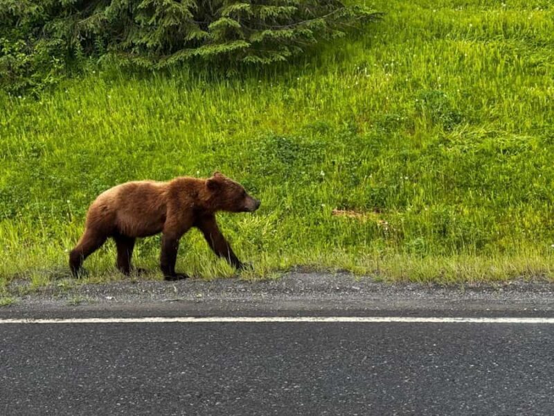 From Anchorage: 6-Day Best of Grand Alaska Highlights Tour - Who Will Love This Tour?