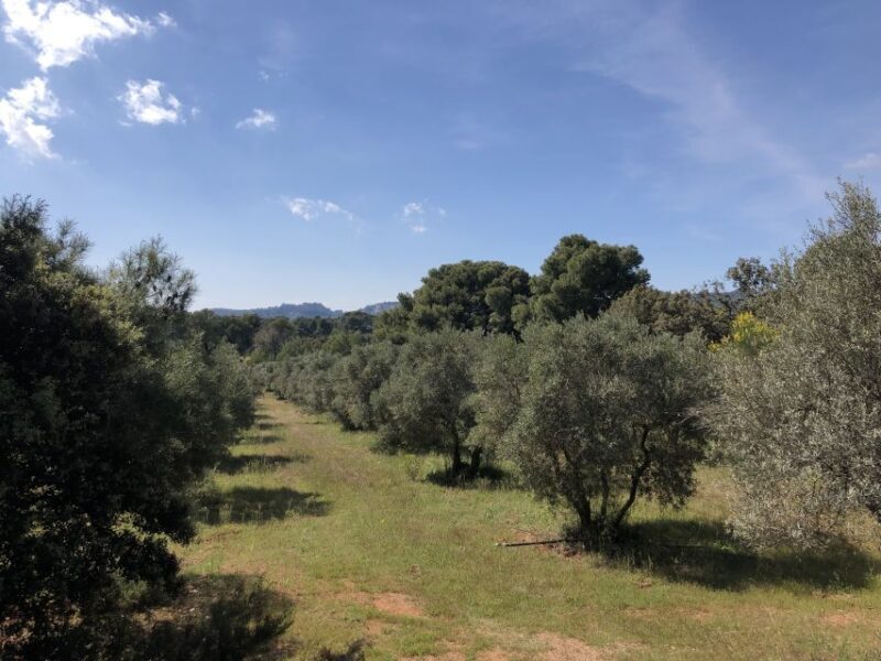 From Arles: Alpilles Regional Park Provence 4x4 Safari - Who Should Book This Tour?
