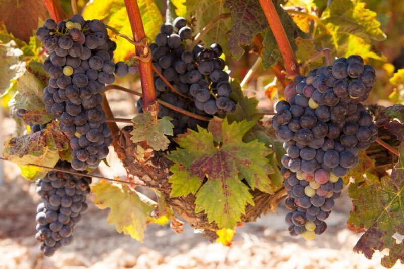 From Atlanta: Half-Day or Full-Day Wine Country Tasting Trip - A Detailed Look at the Experience