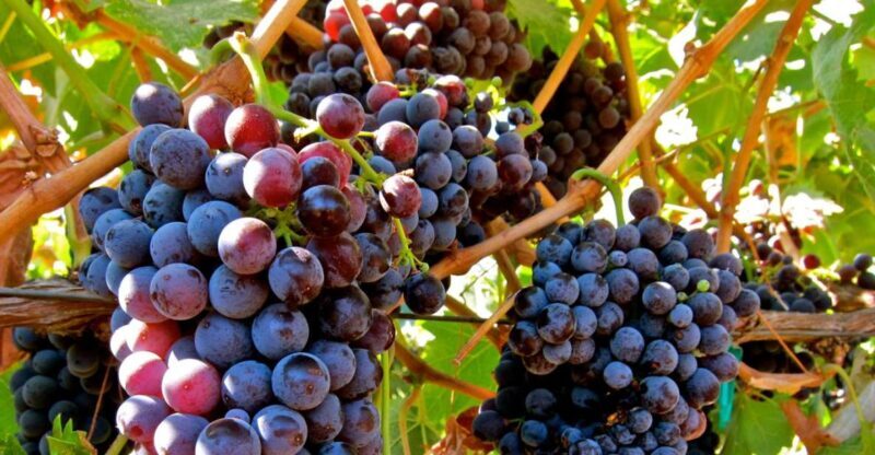 From Atlanta: Half-Day Wine Country Tour - The Sum Up