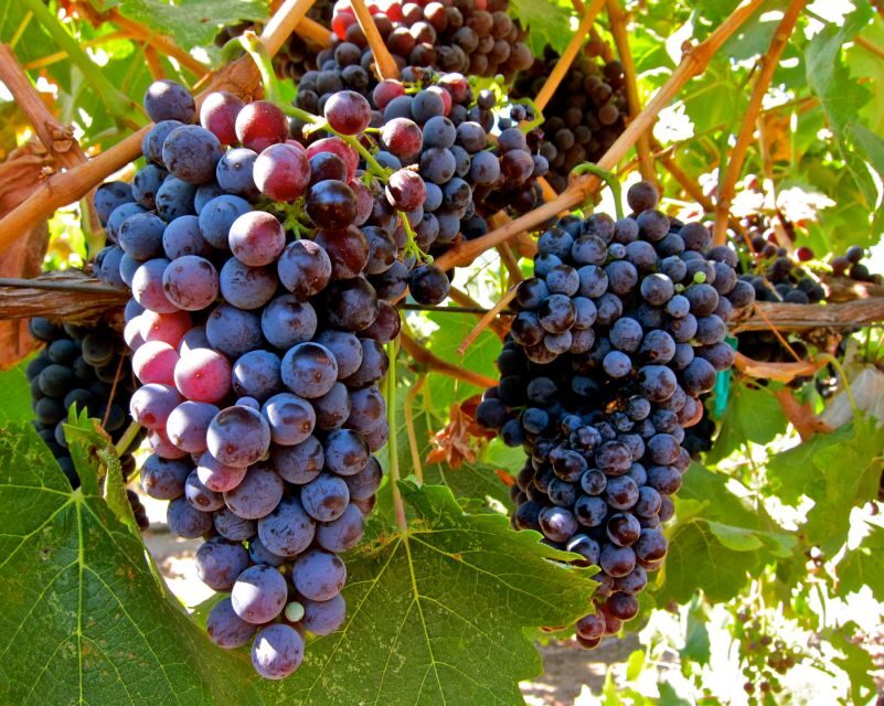 From Atlanta: Half-Day Wine Country Tour - Key Points