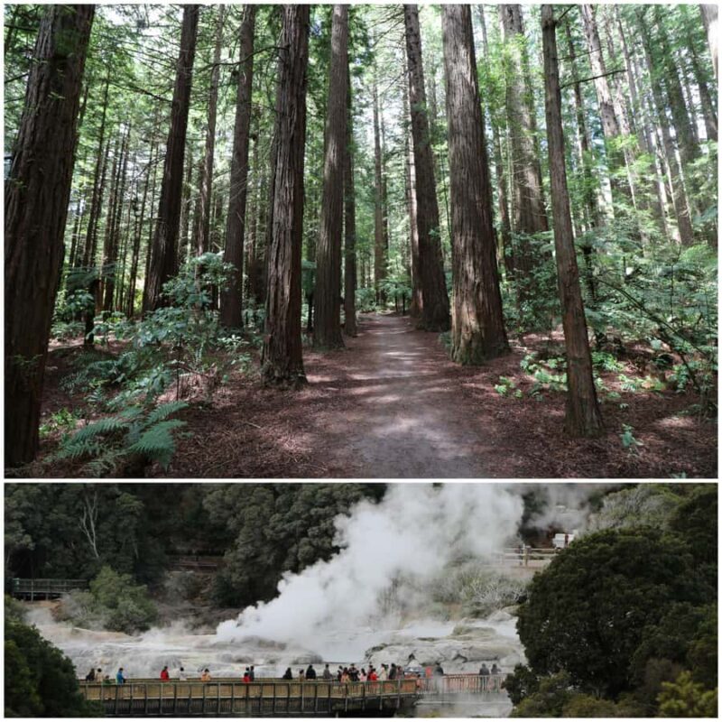 From Auckland: Day Trip to Rotorua with Optional extras - Key Points