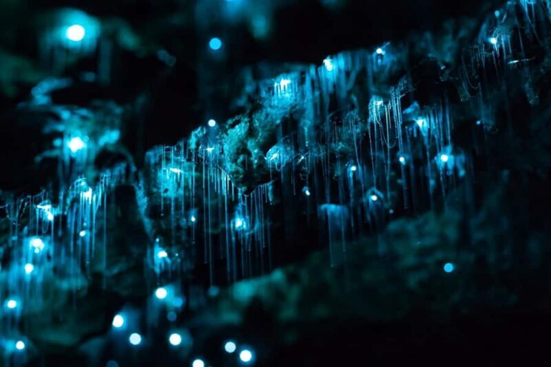 From Auckland: Hobbiton & Waitomo Caves Full-Day Trip - Value and Pricing