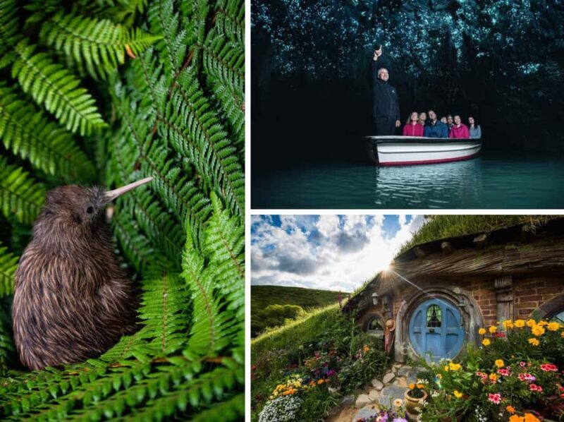 From Auckland: Hobbiton, Waitomo Caves & Kiwi House Tour - Key Points