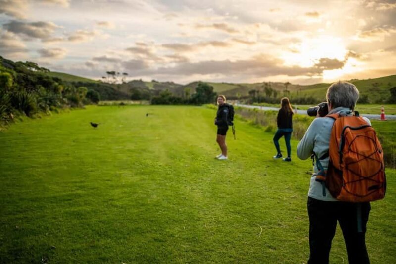 From Auckland: Kiwi Bird Encounter & 3-Course Dinner Tour - Authentic, Comfortable, and Well-Organized