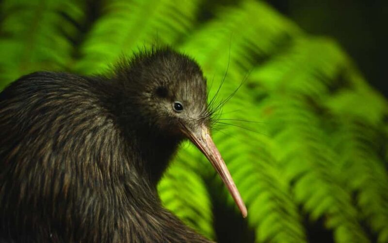 From Auckland: Kiwi Bird Encounter & 3-Course Dinner Tour - FAQs