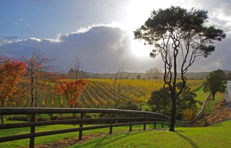 From Auckland: Small Group Kumeu Wine Tour with Lunch - Key Points