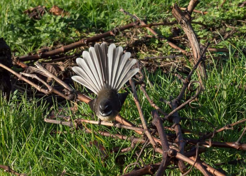 From Auckland: Small Group Kumeu Wine Tour with Lunch - FAQ