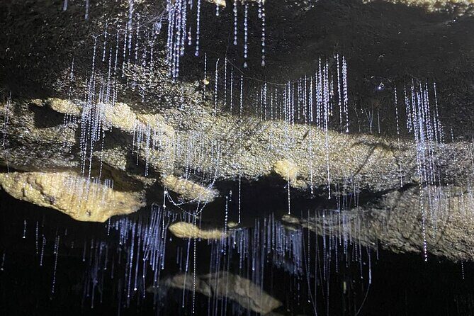 From Auckland: Spellbound, Waitomo Glowworm Cave Small Group Tour - The Experience in Detail