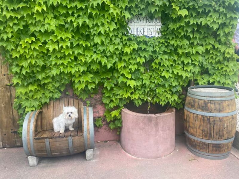 From Auckland: Waiheke Island Wineries' Tour - Practical Tips for Travelers